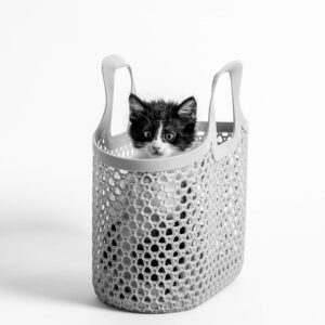 A kitten in a bag foto print