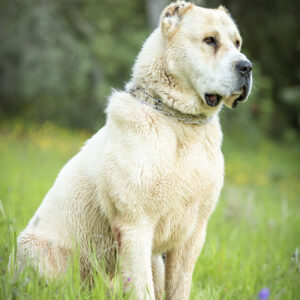 Central Asian Shepherd or Alabai dog portrait