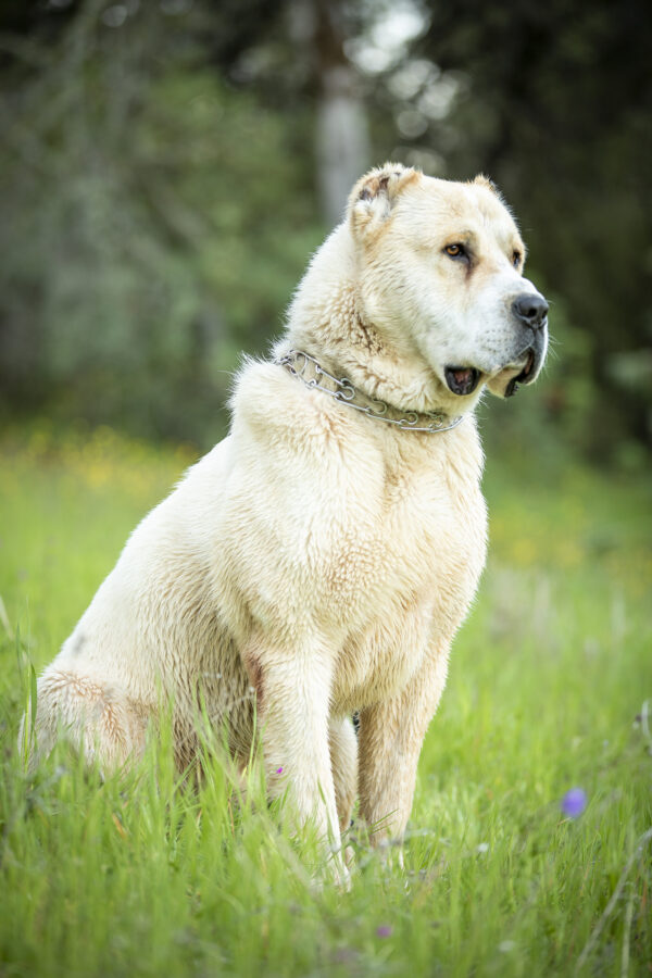 Central Asian Shepherd or Alabai dog portrait