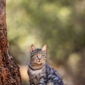 Egyptian Mau cat is ready to hunt