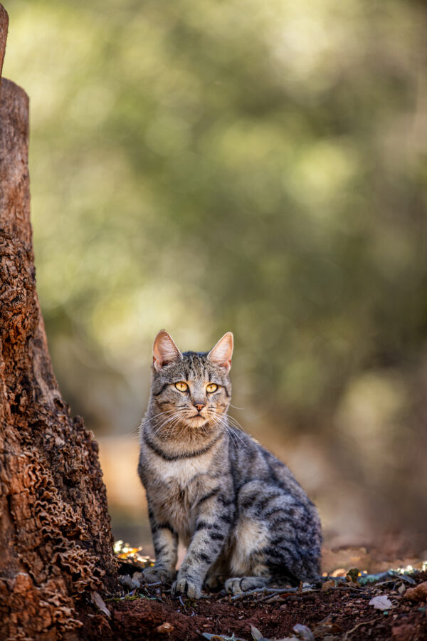 Egyptian Mau cat is ready to hunt