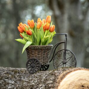 Fresh orange tulips