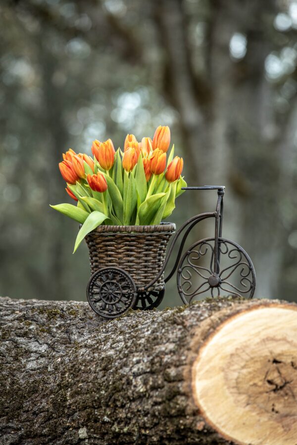 Fresh orange tulips