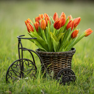 Fresh orange tulips on the bike