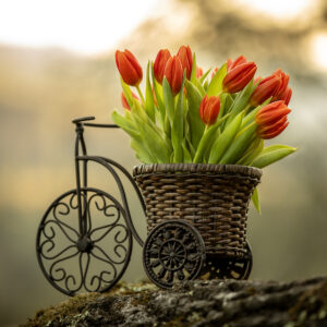 Fresh orange tulips on the bike for you