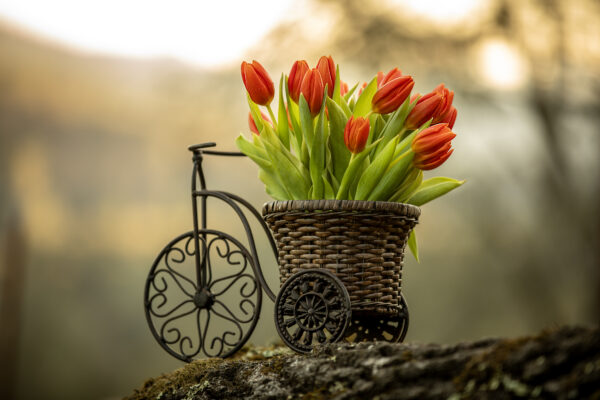 Fresh orange tulips on the bike for you