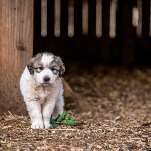 Great Pyrenees puppy