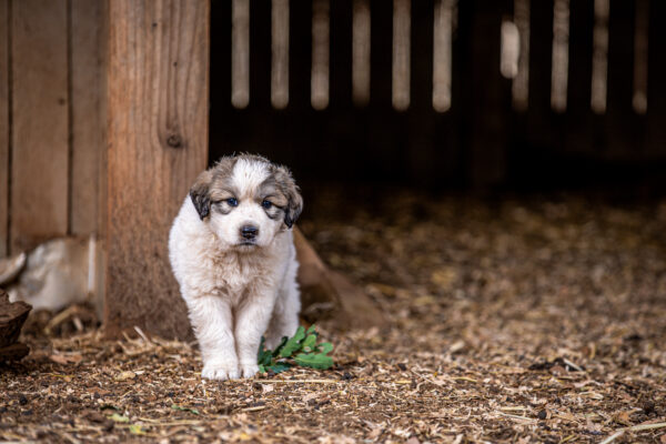 Great Pyrenees puppy