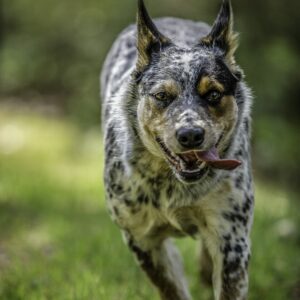 Running Australian Cattle Dog