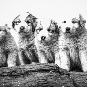 Strong and powerful Great Pyrenees puppy