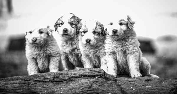 Strong and powerful Great Pyrenees puppy