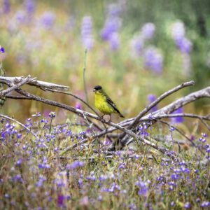 Yellow Bird on a picturesque blooming field in spring